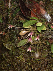 Masdevallia nidifica