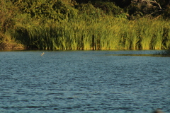 Podilymbus podiceps