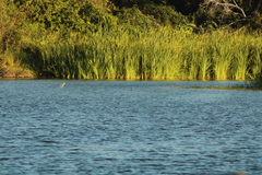 Podilymbus podiceps