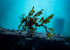 Phycodurus eques