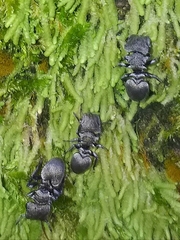 Cephalotes depressus
