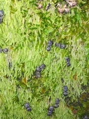 Cephalotes depressus