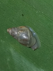 Orthalicoidea