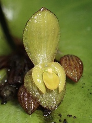 Pleurothallis cordata