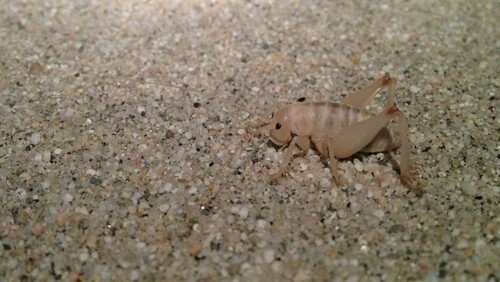 Coachelia Giant Sand Treader Cricket