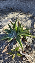 Dudleya saxosa