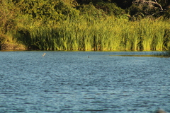 Podilymbus podiceps