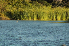 Podilymbus podiceps