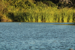 Podilymbus podiceps