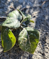 Physalis crassifolia