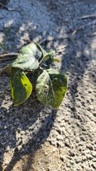 Physalis crassifolia