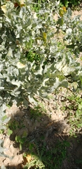 Atriplex lentiformis