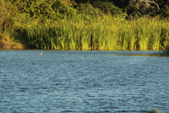 Podilymbus podiceps