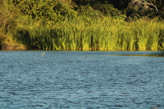 Podilymbus podiceps