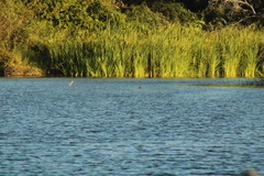 Podilymbus podiceps
