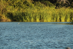 Podilymbus podiceps