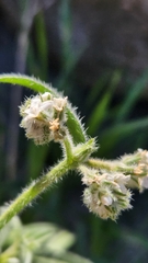 Cryptantha pterocarya