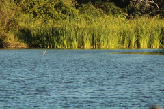 Podilymbus podiceps
