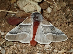 Hemileuca sororia
