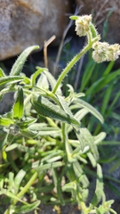 Cryptantha pterocarya