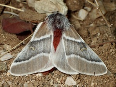 Hemileuca sororia