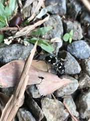 Hoplomutilla