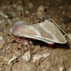 Hemileuca sororia