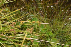 Carex sagei