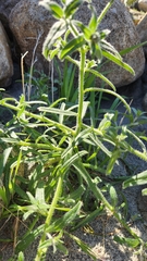 Cryptantha pterocarya