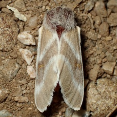 Hemileuca sororia