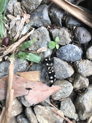 Hoplomutilla