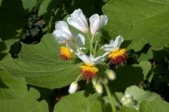 Sparrmannia africana