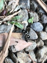 Hoplomutilla