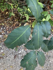 Metopium brownei