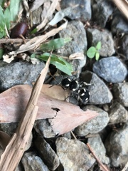 Hoplomutilla