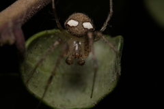 Araneus miniatus