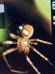 Araneus miniatus