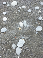 Charadrius bicinctus bicinctus