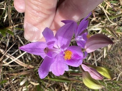 Calopogon barbatus