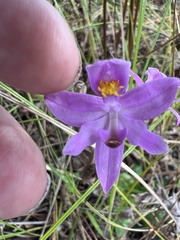 Calopogon barbatus