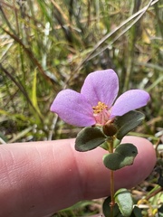 Rhexia nuttallii