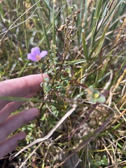 Rhexia nuttallii