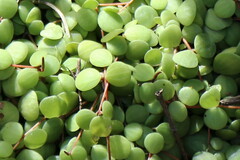 Peperomia rotundifolia