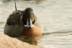 Anas platyrhynchos × acuta
