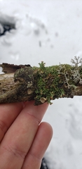 Cladonia cristatella