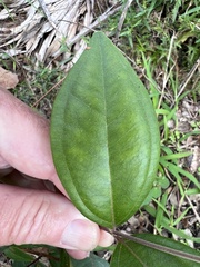 Rhodomyrtus tomentosa