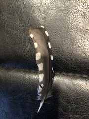 Melanerpes carolinus