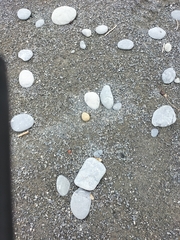 Charadrius bicinctus bicinctus