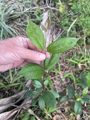 Rhodomyrtus tomentosa