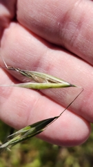 Avena barbata